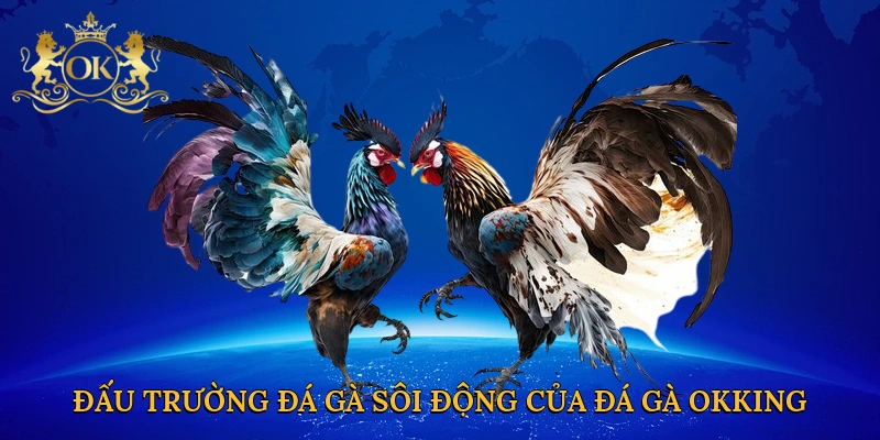 dau-truong-da-ga-soi-dong-cua-da-ga-okking