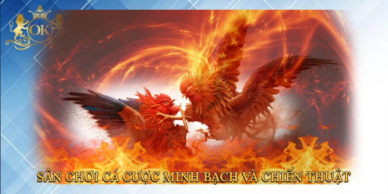 san-choi-ca-cuoc-minh-bach-va-chien-thuat